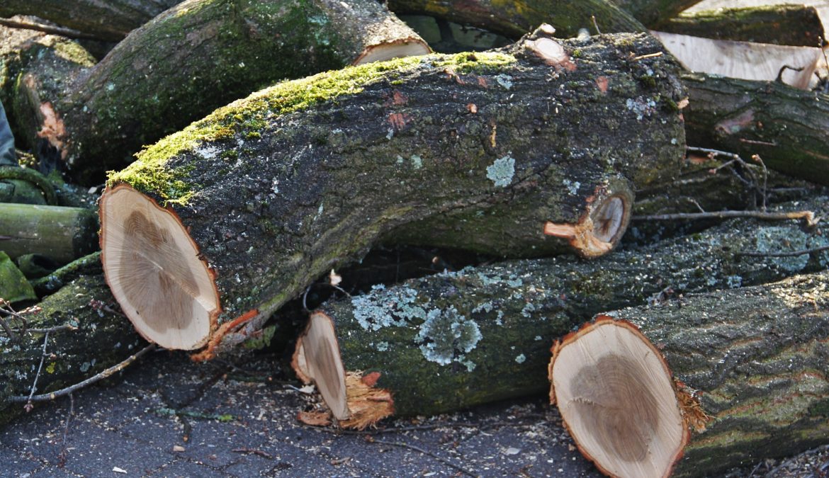 Verfahrenshinweise zum Umgang mit Gehölzen nach Aufhebung der gemeindlichen Baumschutzsatzungen